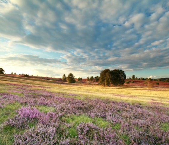 heather flowers and beautifuk sky 2023 11 27 04 55 57 utc